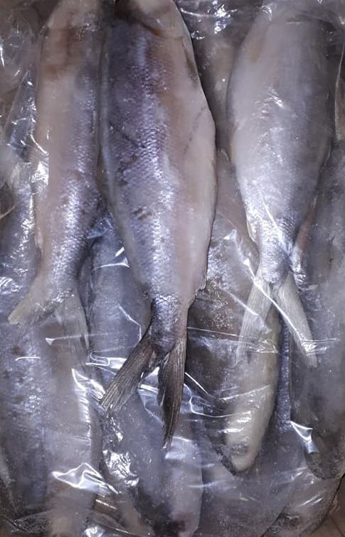 Whole Round Milkfish (Approx. 600-800g)